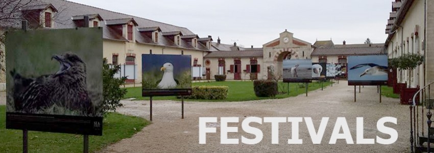 Festivals